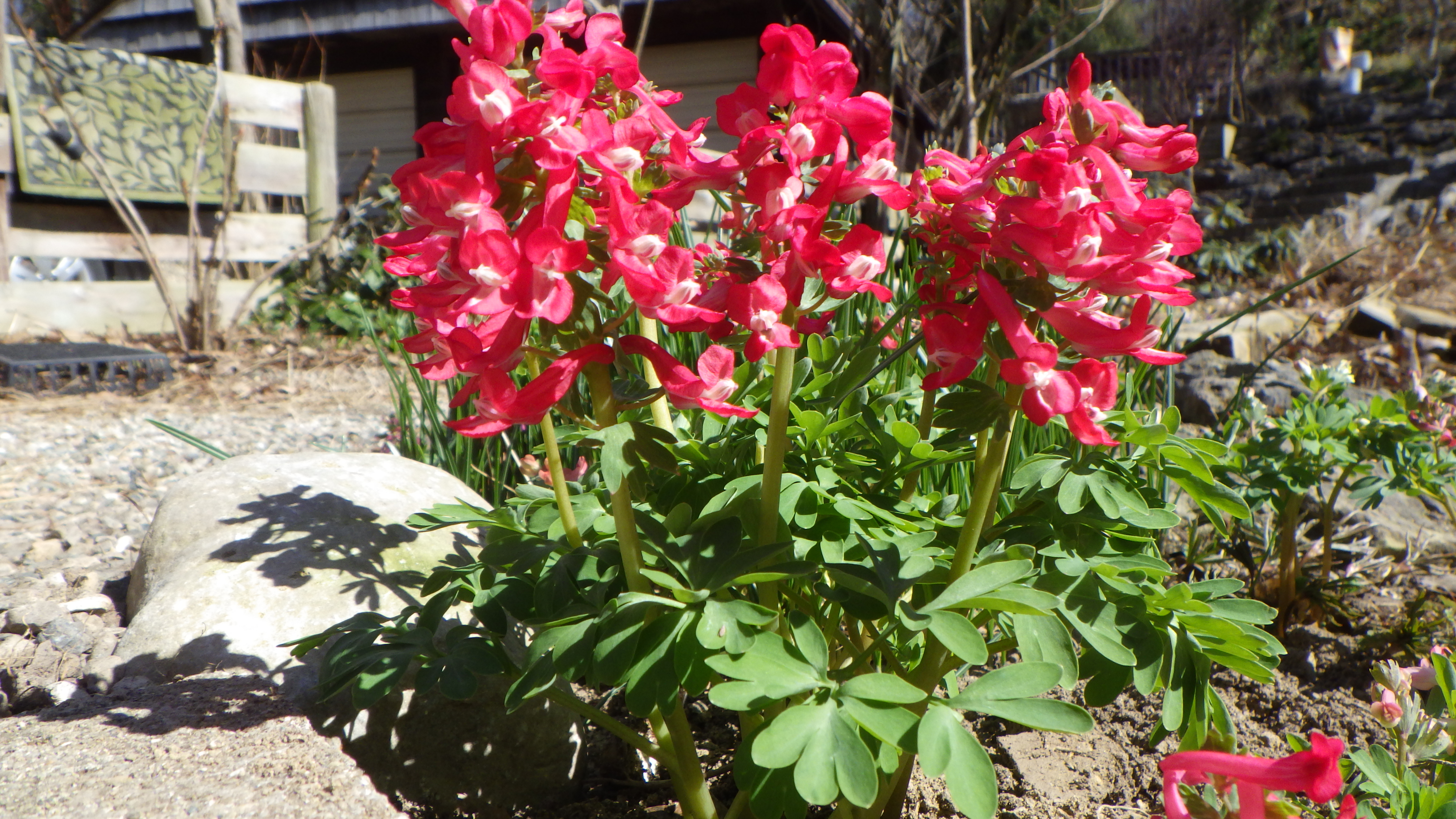 Corydalis solida good red
